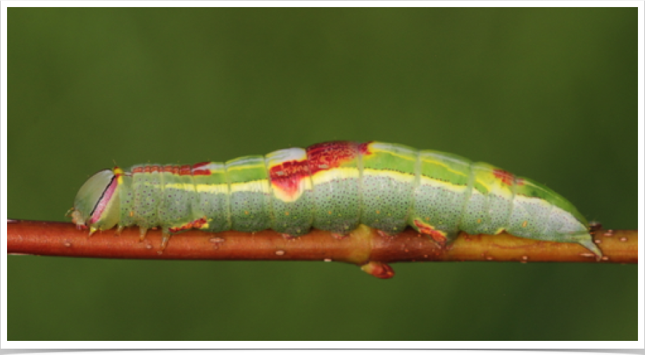 Heterocampa guttivitta
Saddled Prominent
Cleburne County, Alabama